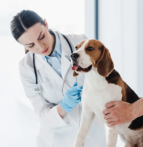 Sultanhisar Veteriner